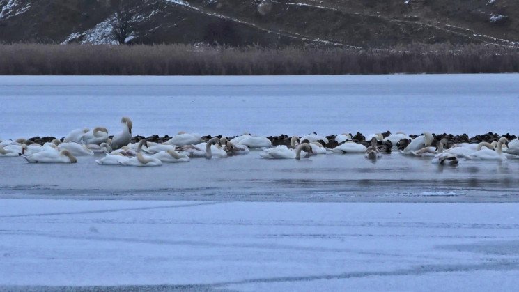На Херсонщине погибают около 150 лебедей