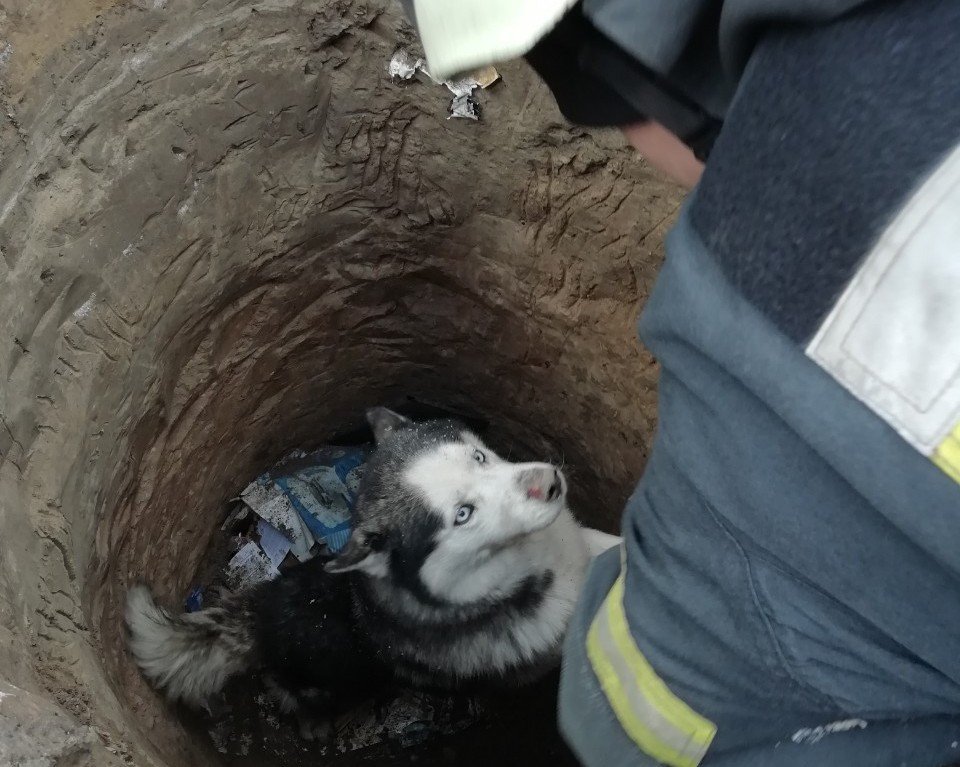 На Херсонщине пожарные спасли от верной гибели собаку