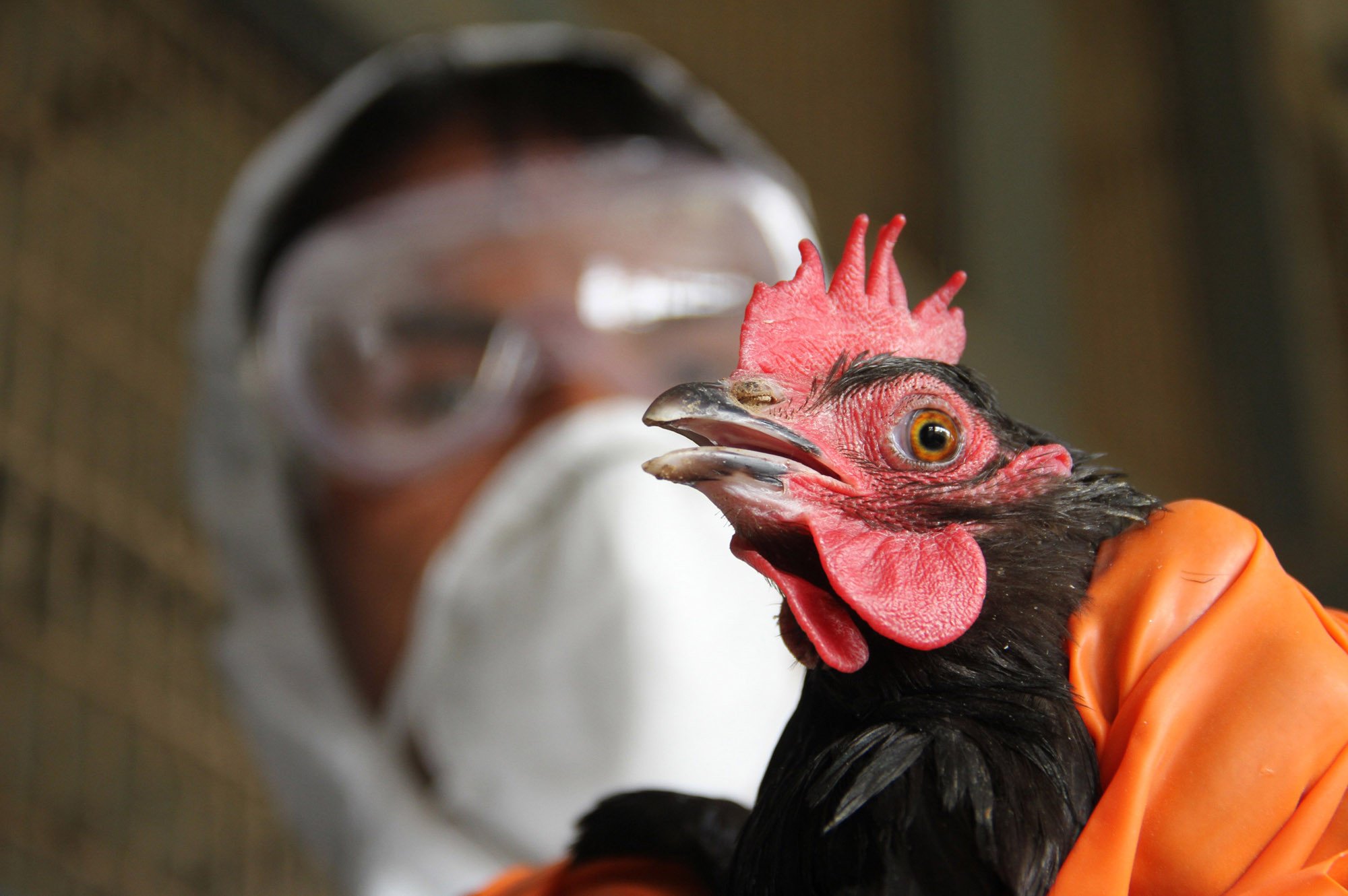 На Херсонщине вспышка птичьего гриппа: уже уничтожено 928 кур