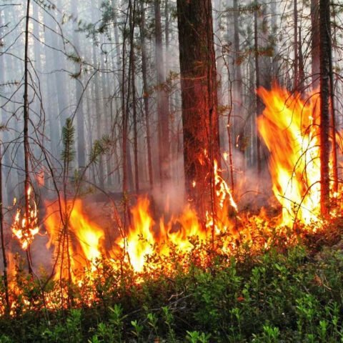 Пожары на Херсонщине будет выявлять современная система