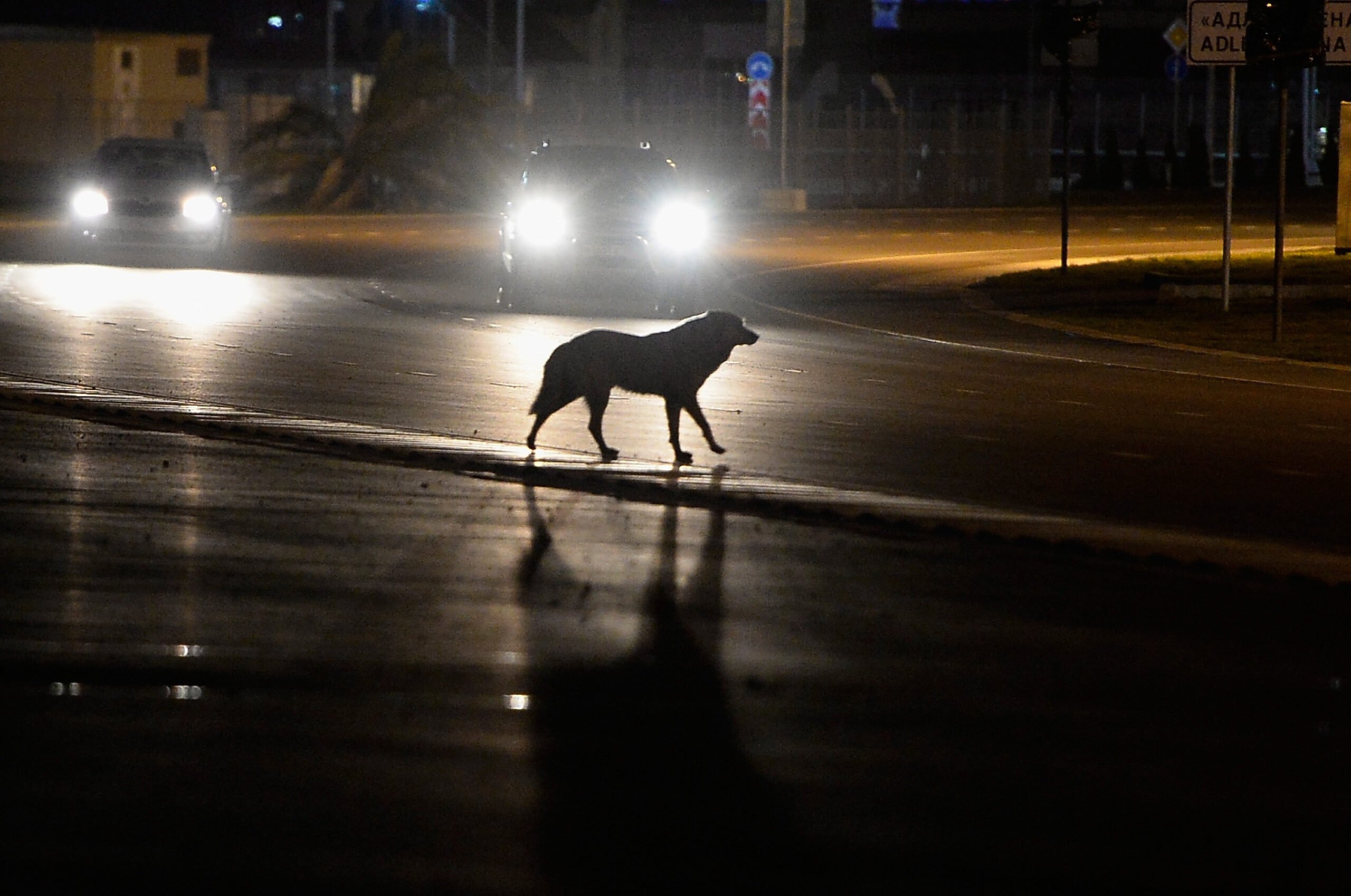 В Херсоне водитель иномарки переехал лабрадора: животное спасали небезразличные жители города