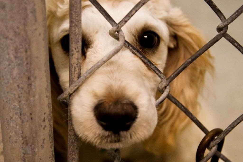 В Олешках живодер повесил собаку во дворе: открыто уголовное дело по факту жестокого обращения с животными