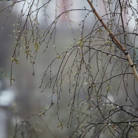 Дождь и туманы в последние дни зимы