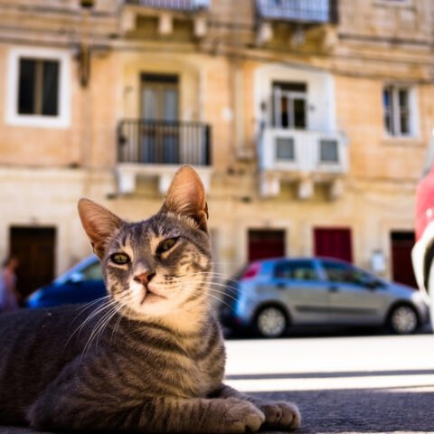 Херсонка создала петицию для признания котов частью экосистемы: почему это важно?