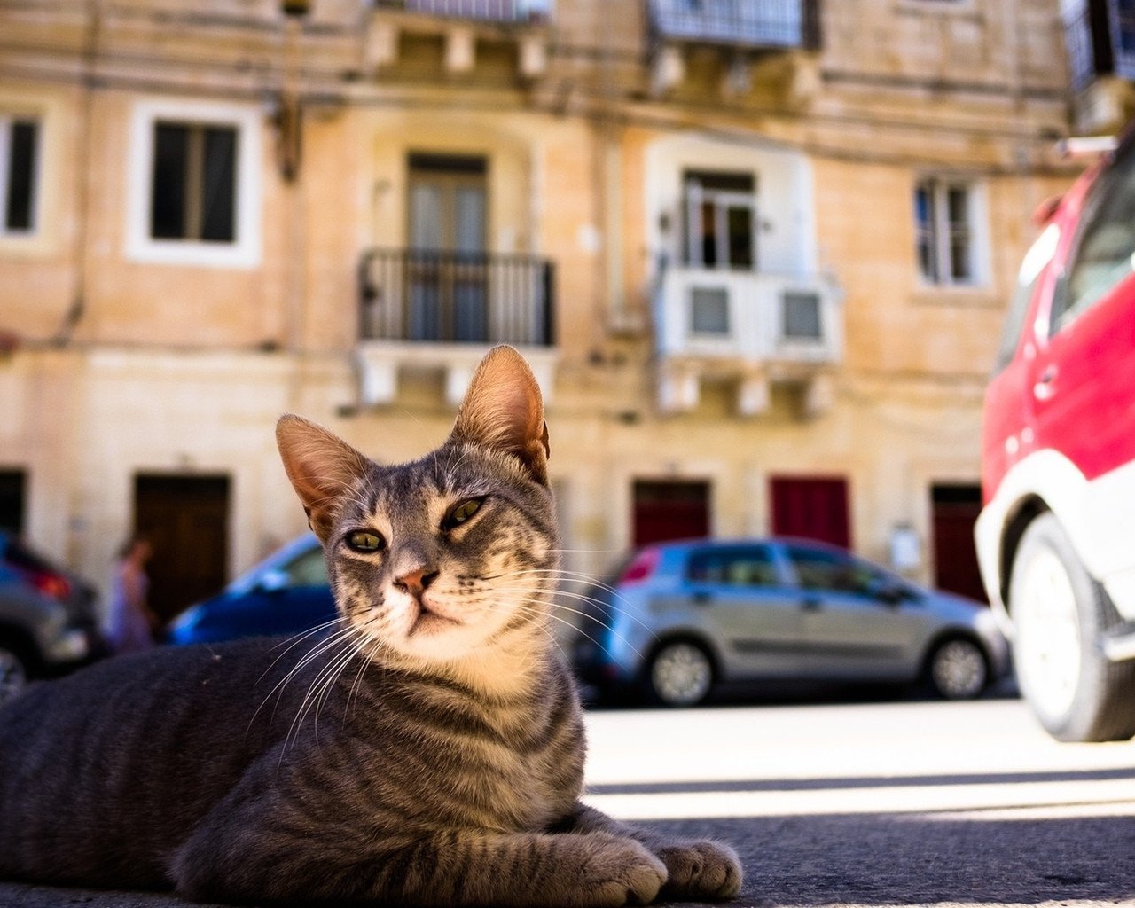 Херсонка создала петицию для признания котов частью экосистемы: почему это важно?