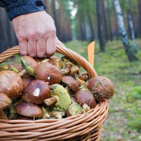 Херсонский облсовет установил тарифы на сбор грибов