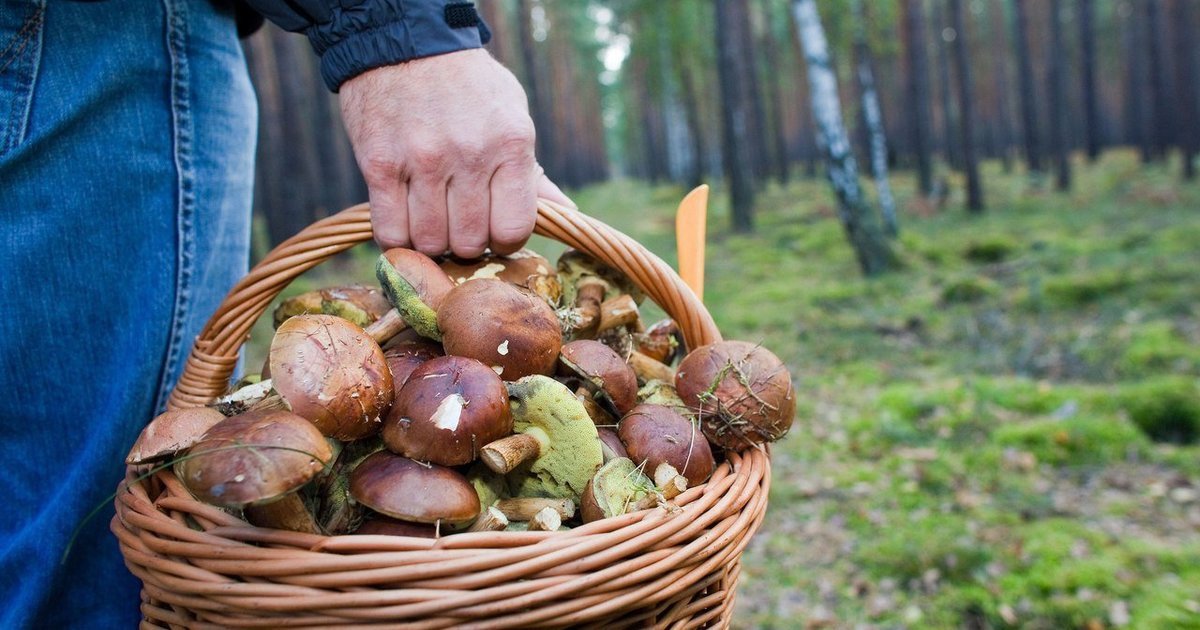 Херсонский облсовет установил тарифы на сбор грибов