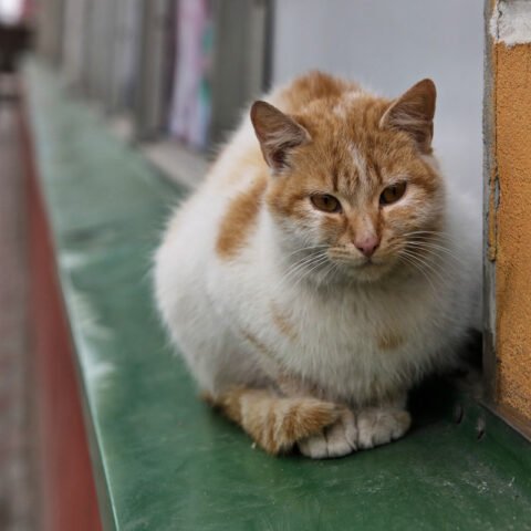 Петиция о признании котов частью экосистемы Херсона набрала необходимое количество голосов