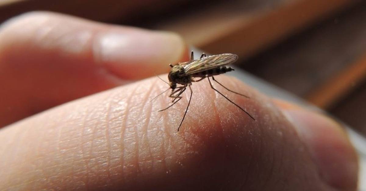 Шестеро жителей Херсонской области подхватили подкожных паразитов через укусы комаров