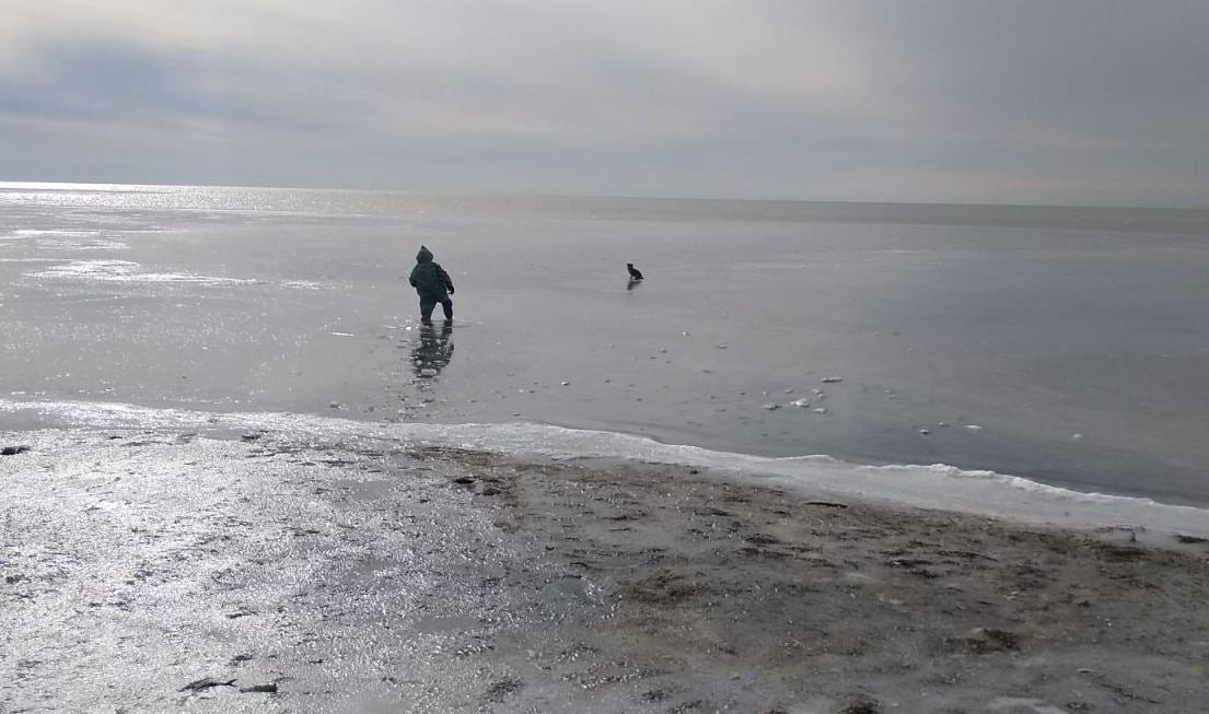 Скадовские чрезвычайники спасли собаку из ледяной ловушки