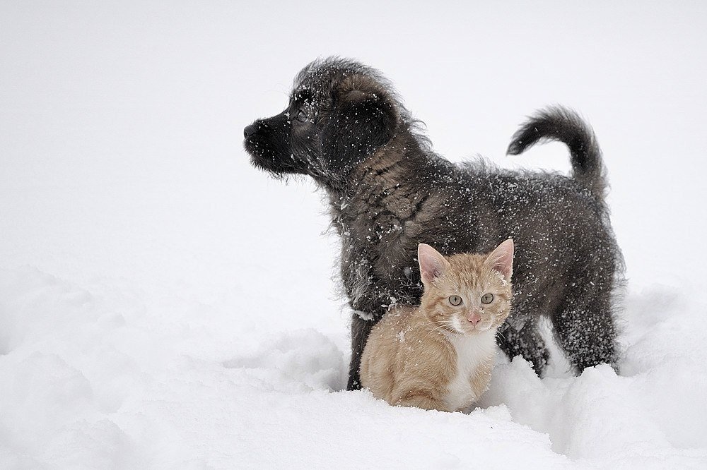 Служба спасения животных: в Херсоне зоозащитницы спасают от голода и холода собак и кошек