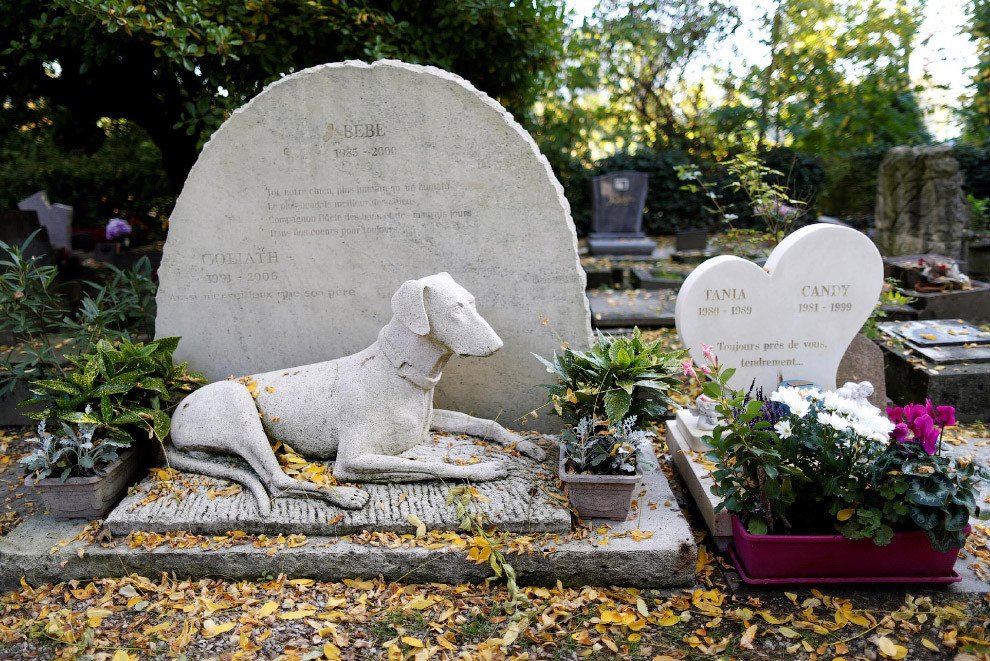 В Херсоне застройщики разрушают неформальное кладбище домашних животных