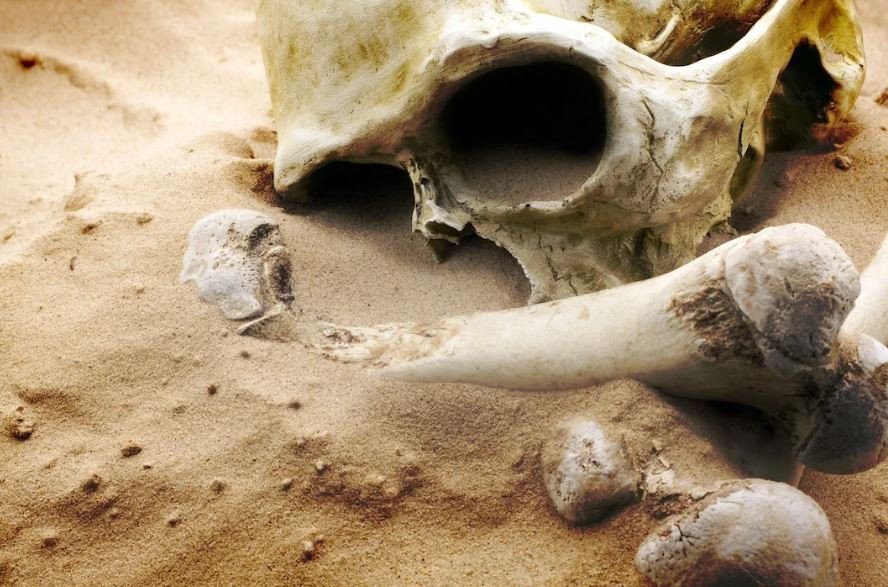 В Херсонской области нашли неопознанный скелет