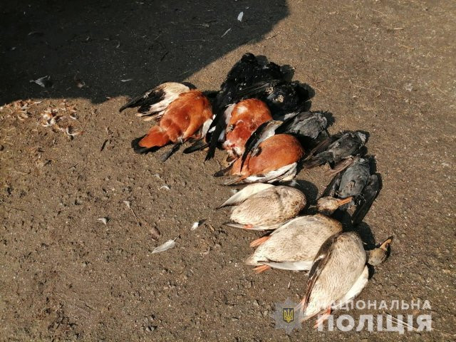 В заповеднике "Аскания-Нова" снова гибнут стаи краснокнижных птиц: уже насчитали почти две сотни трупов пернатых