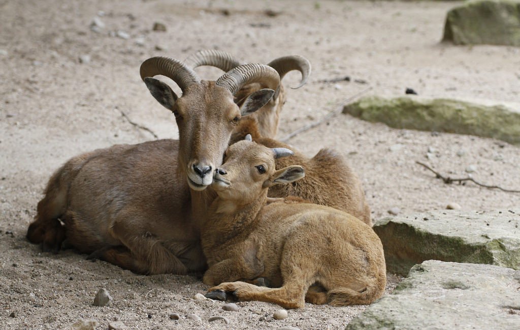 В зоопарке на Херсонщине родился муфлон