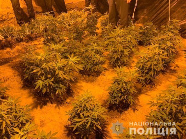 48-летний наркоаграрий из Херсонской области выращивал марихуану в собственном гараже