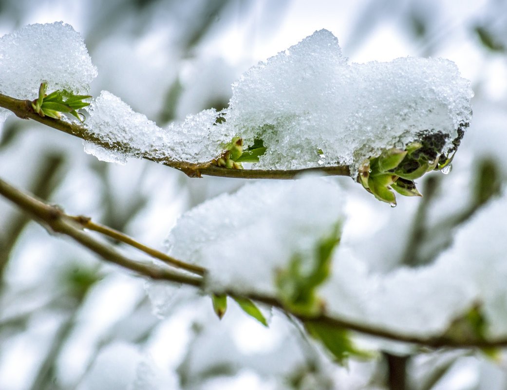 Херсонские синоптики предупредили о мокром снеге и сильном ветре