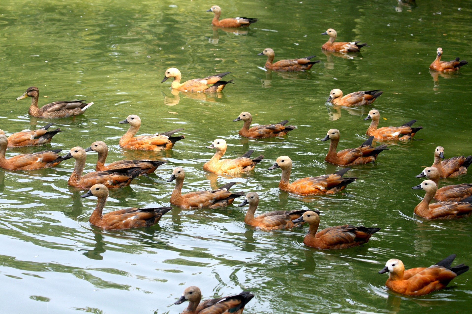 Массовая гибель птиц на Херсонщине: экологический комитет Рады вызовет голову Госпродпотребслужбы Магалецкую для объяснений