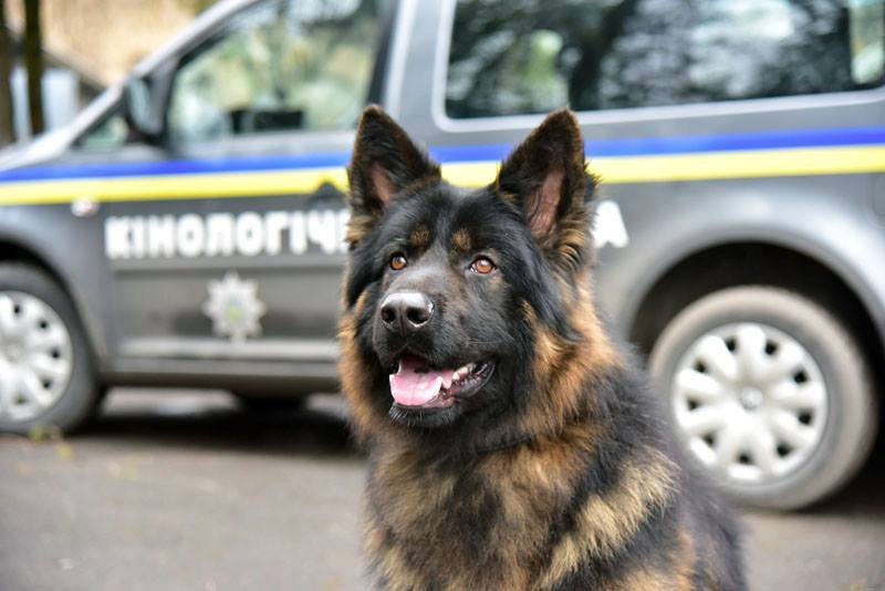 На Херсонщине полицейский пес задержал серийного вора