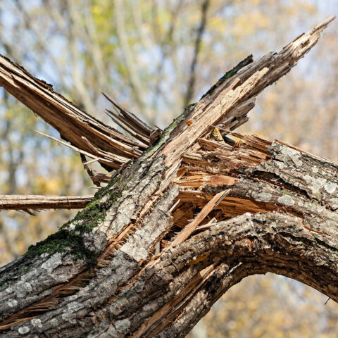 На Херсонщине сельчанина покалечило упавшее дерево