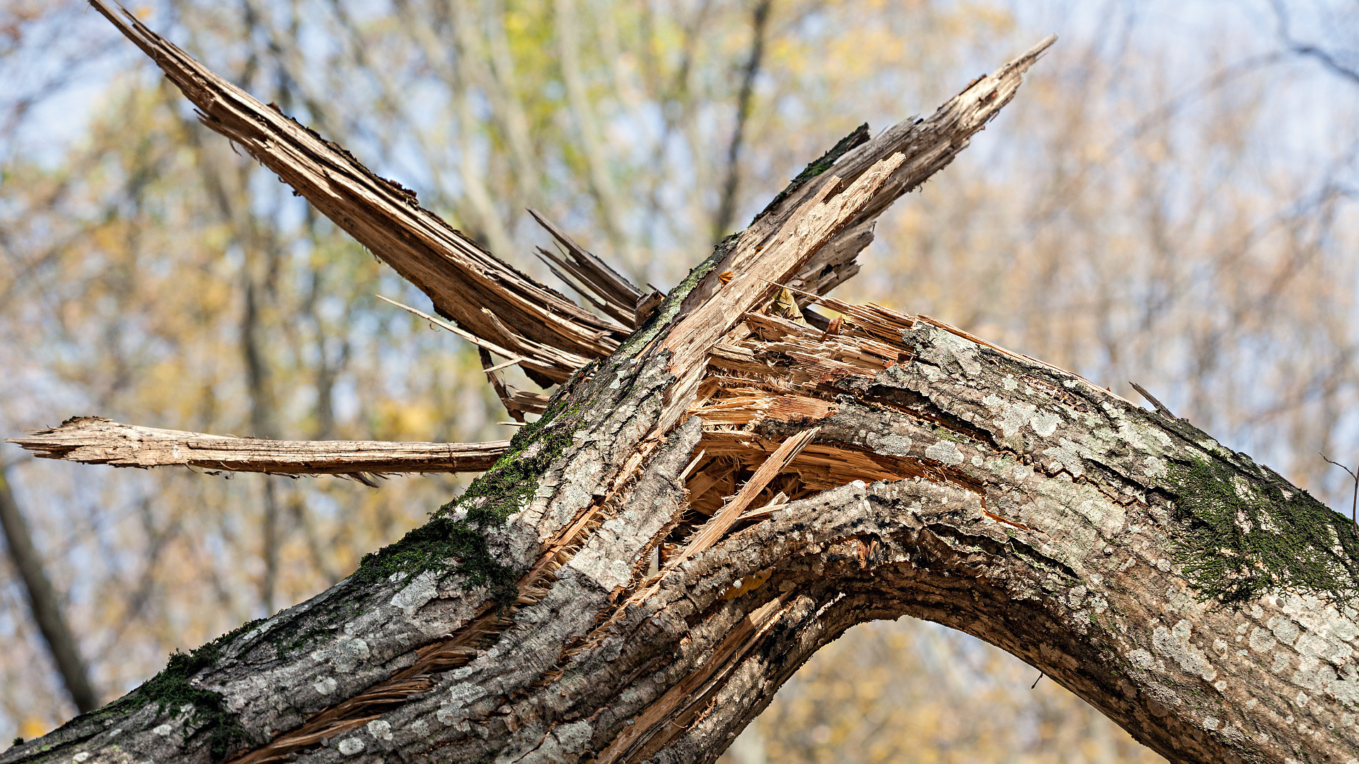 На Херсонщине сельчанина покалечило упавшее дерево