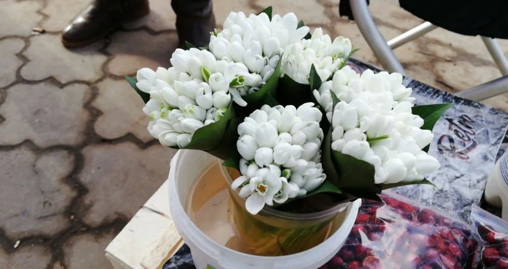 На Херсонщине усиливают борьбу с цветочными браконьерами: за покупку и продажу первоцветов – штраф
