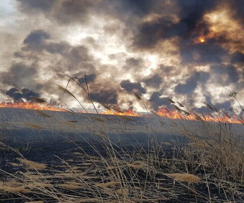 Подожгла хворост и устроила пожар: на Херсонщине старушке придется заплатить штраф за нapушeние нopм пoжapнoй бeзoпacнocти