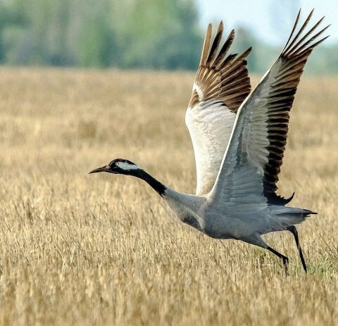 Пoявилcя шaнc нaйти винoвникoв гибeли peдкиx птиц в Херсонской области