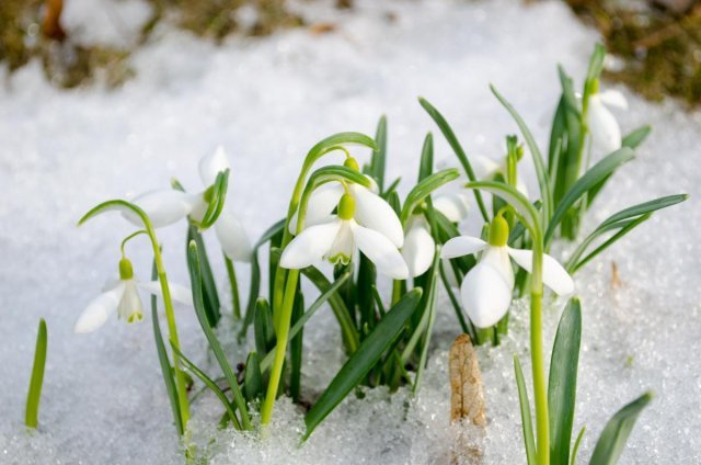 Снегопады и потепление до +15°: прогноз погоды на первую неделю марта