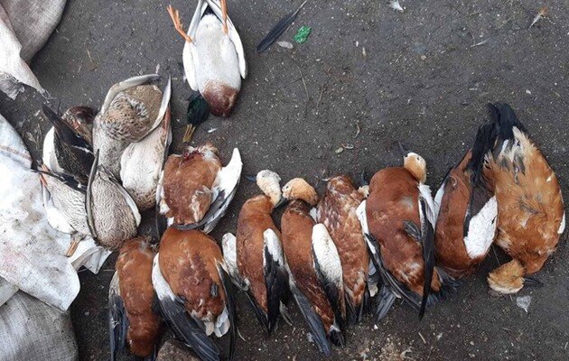 В “Аскании-Новой” изучили причины массовой гибели птиц