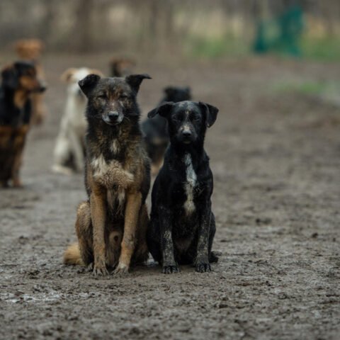 В Херсоне приют для бездомных животных оказался на грани закрытия