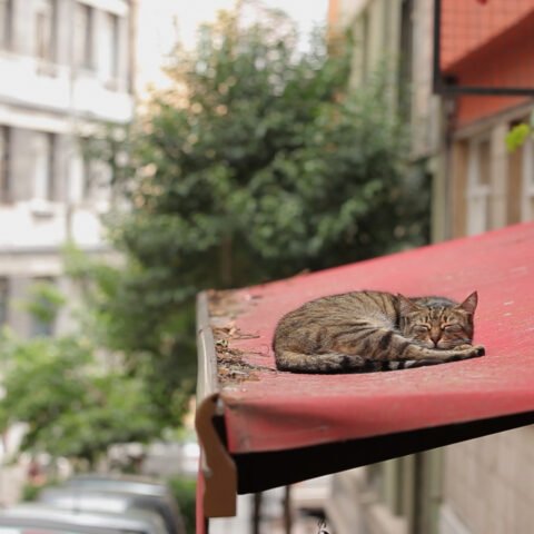 В Херсоне уличных котов признали частью экосистемы города