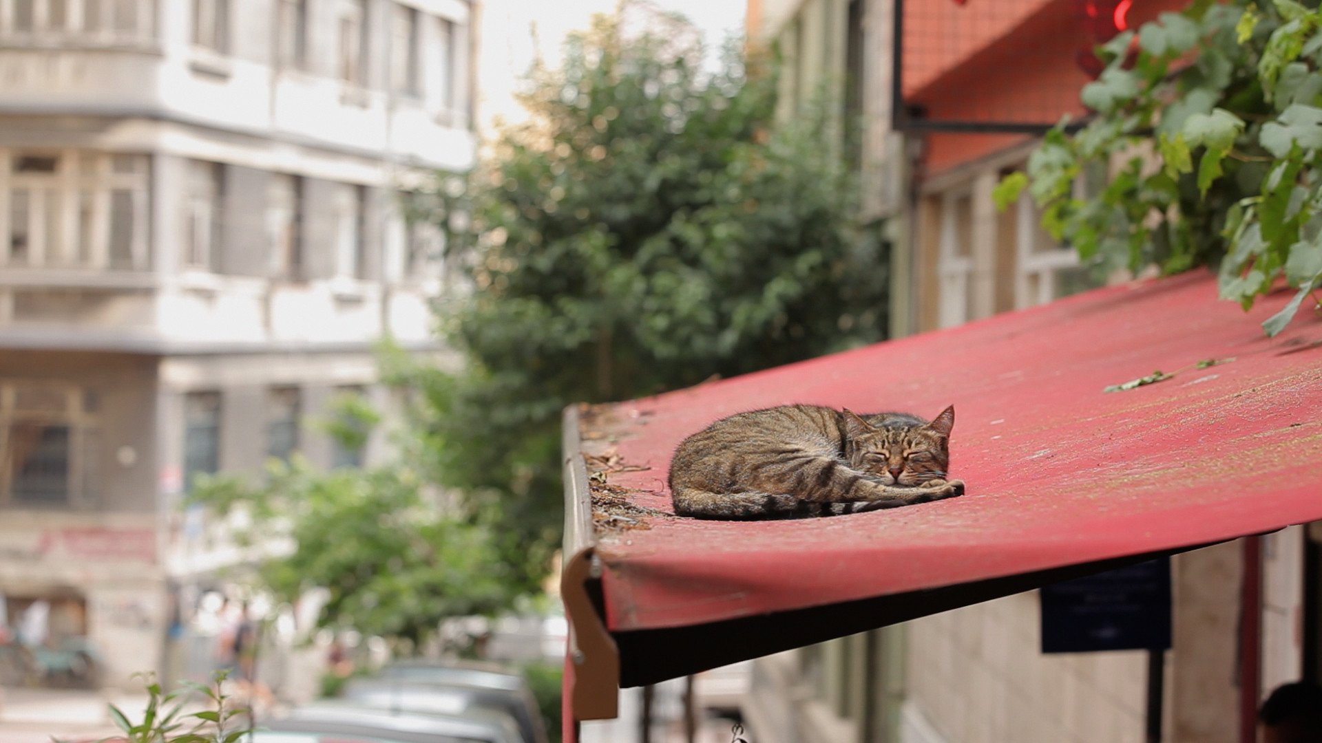 В Херсоне уличных котов признали частью экосистемы города