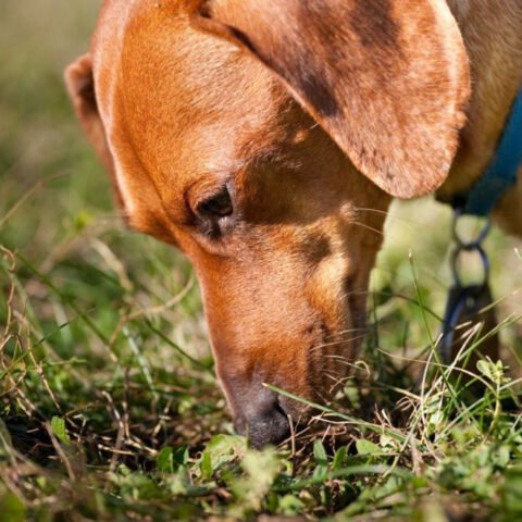В Херсонской области взорвали собаку: животное погибло на месте