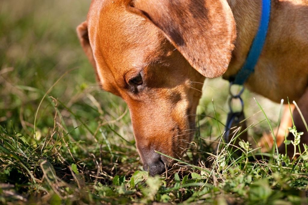 В Херсонской области взорвали собаку: животное погибло на месте