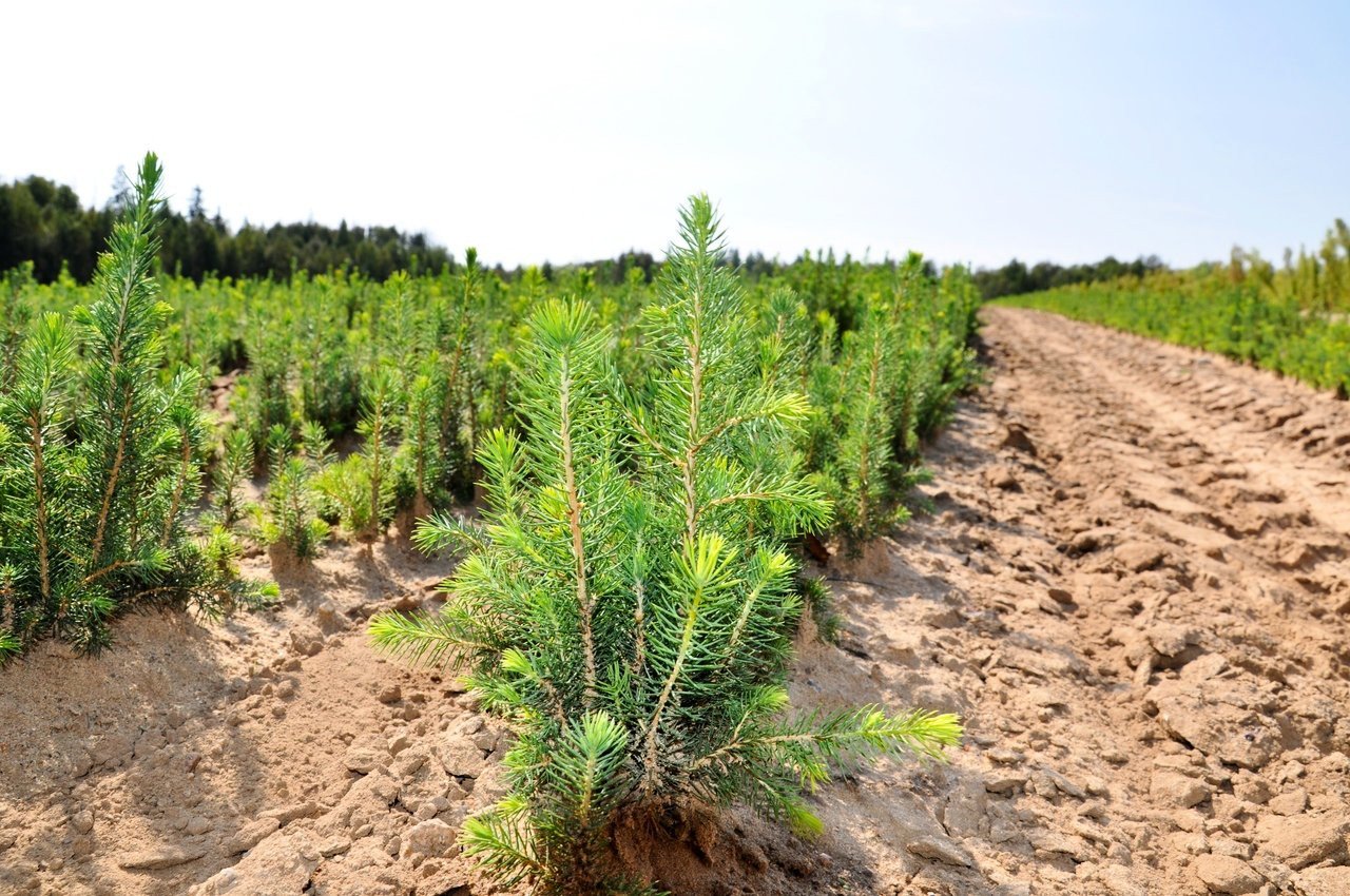 В Херсонской области продолжается месячник восстановления лесов в рамках проекта “Озеленение Украины”