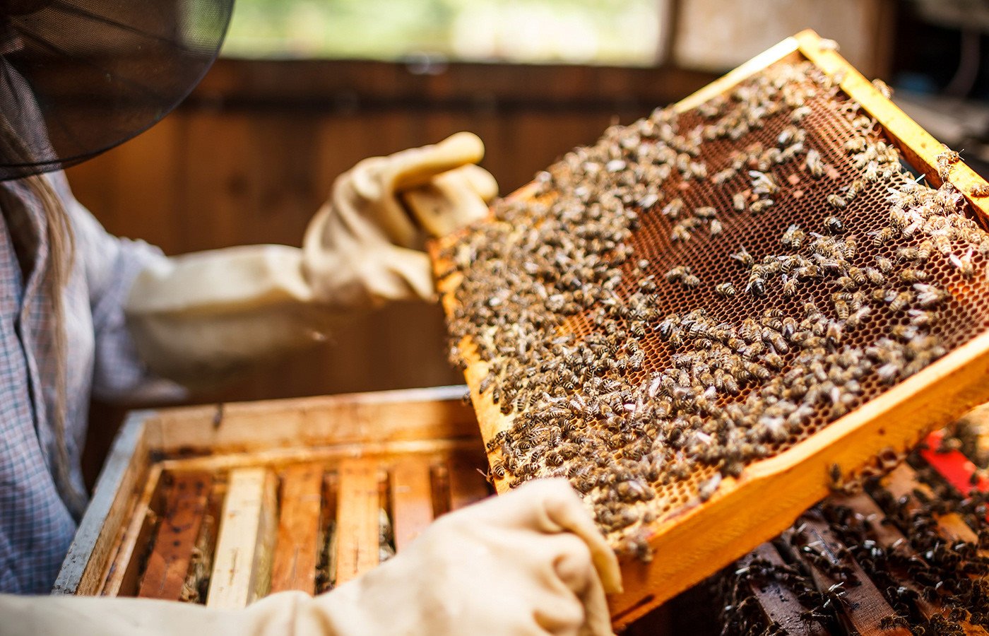 В Херсонской области обсудили перспективы развития пчеловодства
