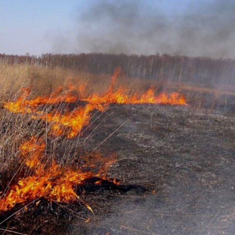 В Украине запретят выжигать траву из-за увеличения количества пожаров