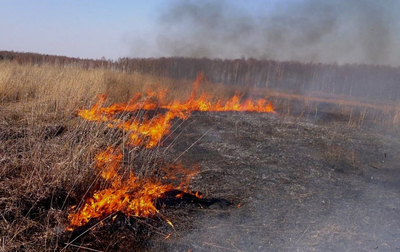В Украине запретят выжигать траву из-за увеличения количества пожаров