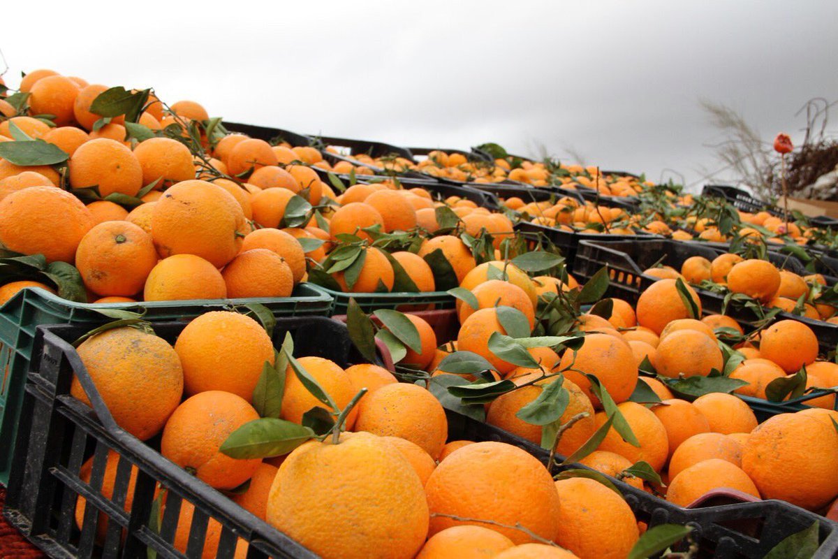 В Украину из Турции завезли фрукты с опасным пестицидом