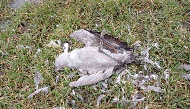 Здесь Армагеддон: директор заповедника прокомментировал гибель птиц