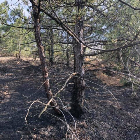 Голопристанские лесники оперативно потушили три поджога в лесных массивах