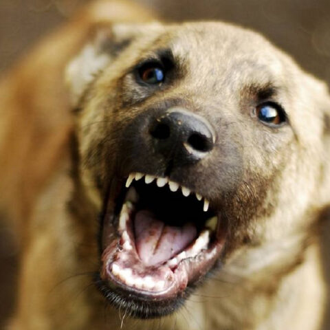 Херсонец добился судебной компенсации за нападение бездомных собак