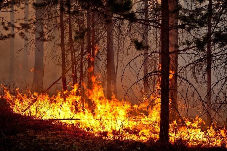 На Херсонщине лесоводы подготовились к тушению летних пожаров