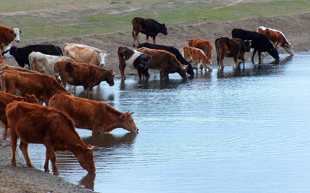 На Херсонщине засуха разжигает войны за воду