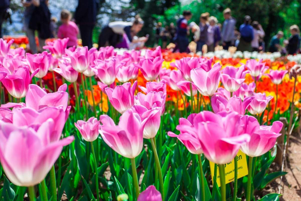 Представлено более 60 сортов: херсонцев приглашают на парад тюльпанов в ХГАЭУ