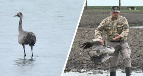 "Надо менять законодательство" - заместитель министра о гибели птиц в заповеднике на Херсонщине