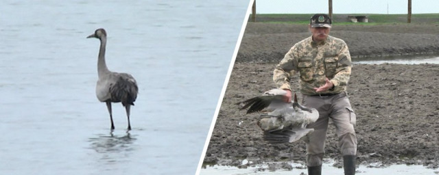 "Надо менять законодательство" - заместитель министра о гибели птиц в заповеднике на Херсонщине