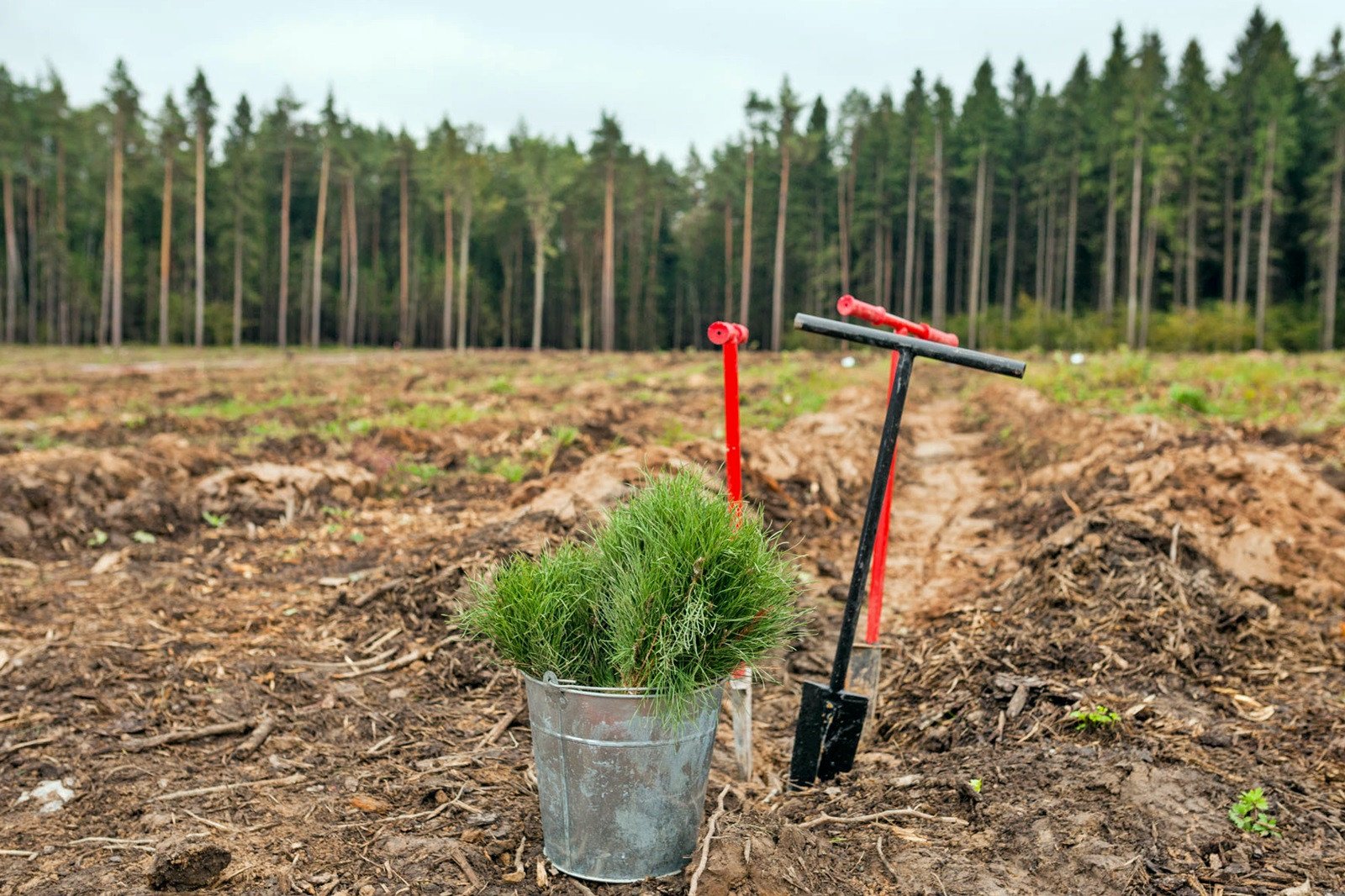 “Создаем леса вместе”: в субботу в лесничествах Херсонской области высадят саженцы молодой сосны
