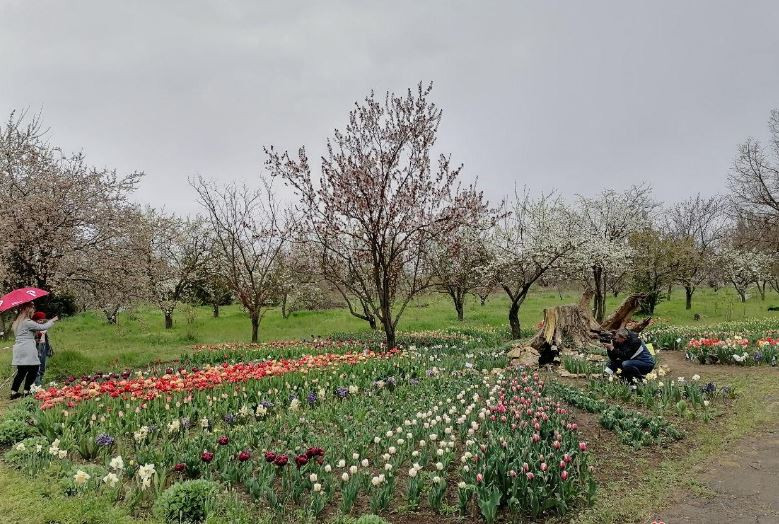 В херсонском ботаническом саду началось массовое цветение тюльпанов